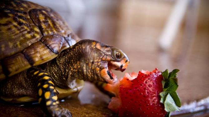 Всё, что нужно знать о уходе за черепахой в домашних условиях Какая польза от домашней черепашки